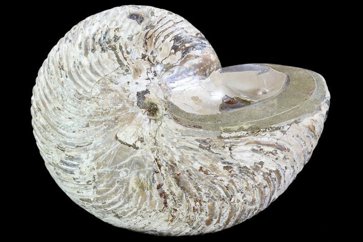 Fossil Nautilus - Madagascar #108237